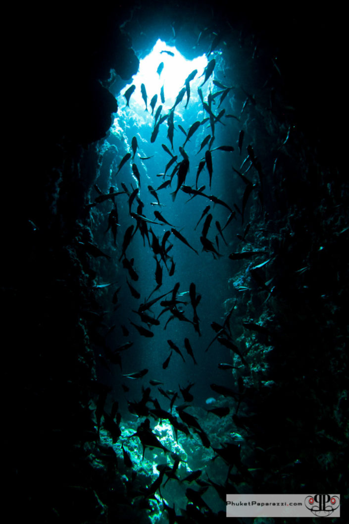 Underwater photography cave fish silohuette.