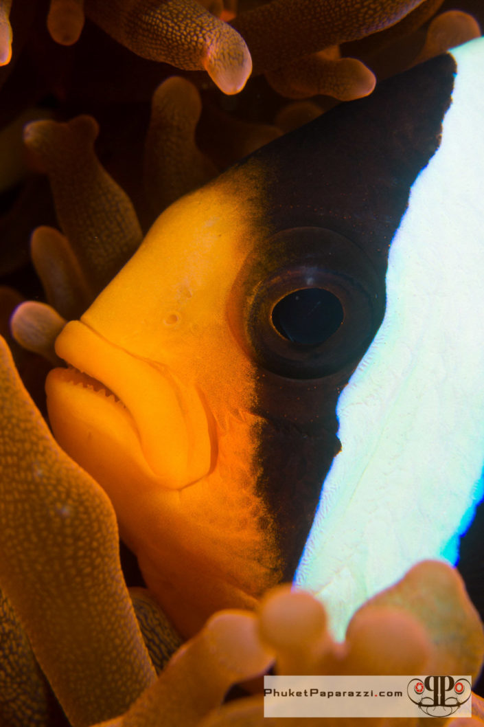 Underwater photography clarks anemone fish.