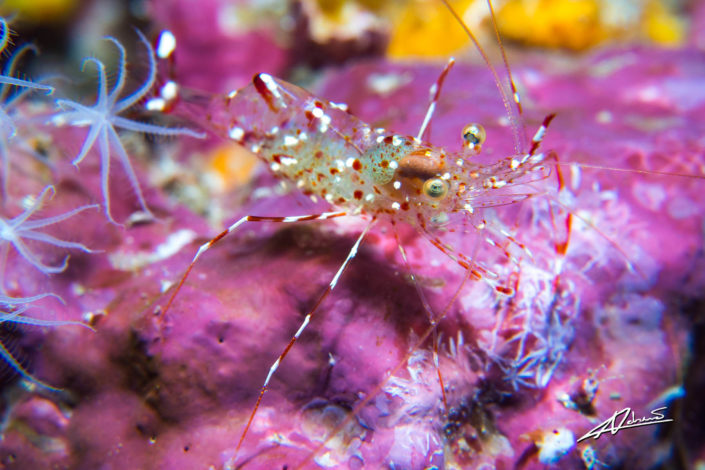 Underwater photography cleaner shrimps leandrites cyrtorhynchus.