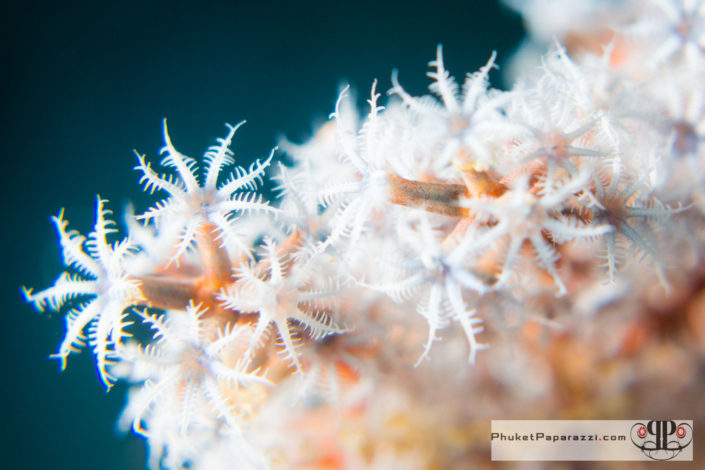 Underwater photography coral polyps white macro shot.