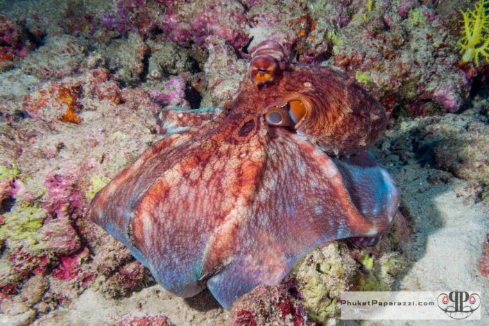 Underwater photography octopus.