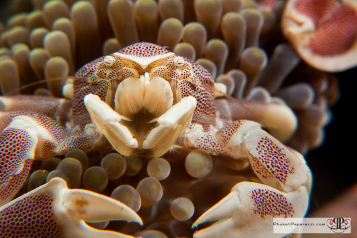 Underwater photography porcelain anemone crab macro shot.